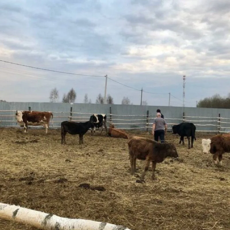 Коровы в загоне приюта «Корова-Мать»